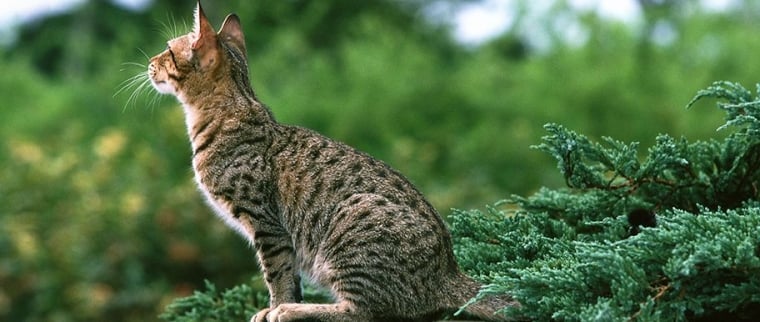 chat ocicat